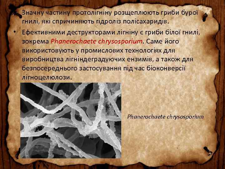  • Значну частину протолігніну розщеплюють гриби бурої гнилі, які спричиняють гідроліз полісахаридів. •