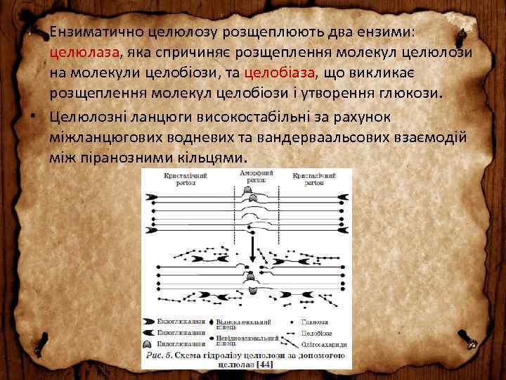  • Ензиматично целюлозу розщеплюють два ензими: целюлаза, яка спричиняє розщеплення молекул целюлози на