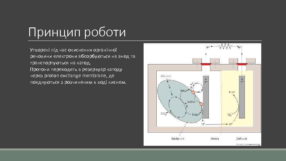 Принцип роботи Утворені під час окиснення органічної речовини електрони абсорбуються на анод та транспортуються