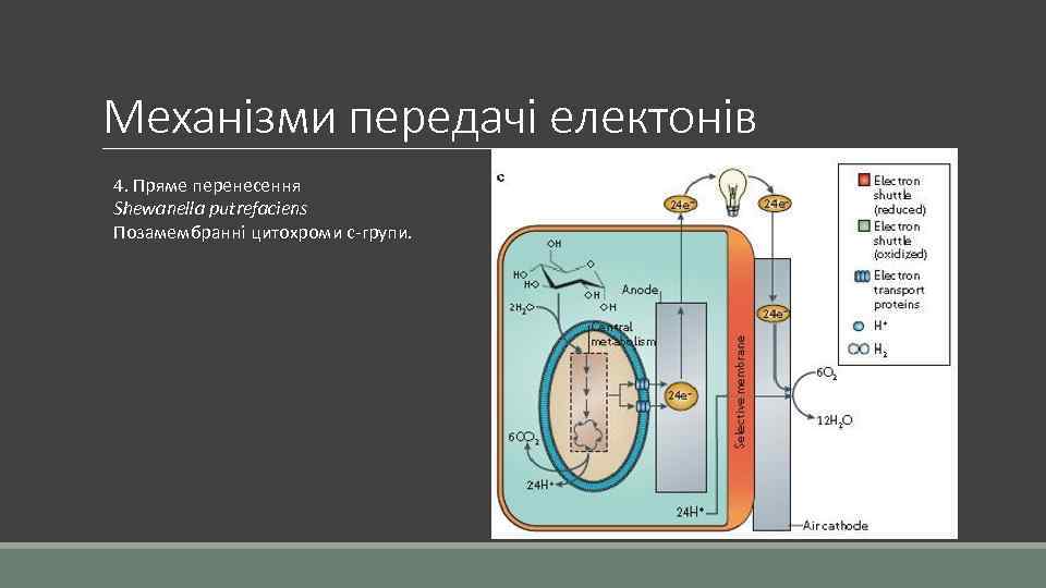 Механізми передачі електонів 4. Пряме перенесення Shewanella putrefaciens Позамембранні цитохроми c-групи. 