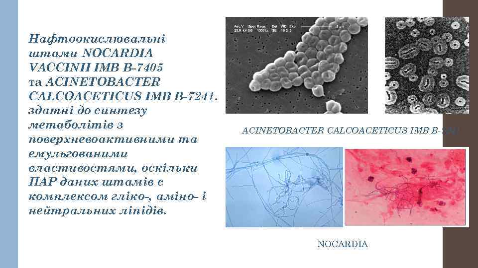 Нафтоокислювальні штами NOCARDIA VACCINII ІМВ В-7405 та ACINETOBACTER CALCOACETICUS ІМВ В-7241. здатні до синтезу