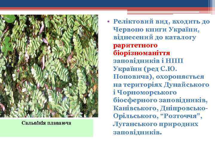 Сальвінія плаваюча • Реліктовий вид, входить до Червоно книги України, віднесений до каталогу раритетного