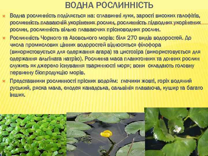 ВОДНА РОСЛИННІСТЬ Водна рослинність поділяється на: сплавинні луки, зарості високих галофітів, рослинність плаваючій укорінених