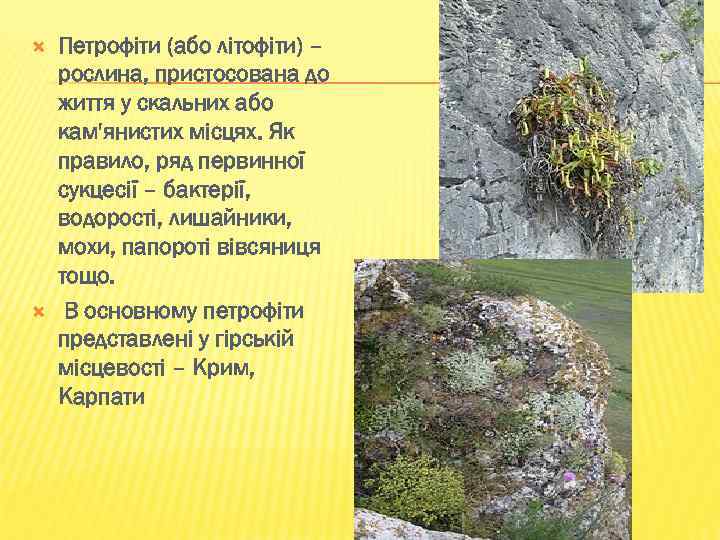  Петрофіти (або літофіти) – рослина, пристосована до життя у скальних або кам'янистих місцях.