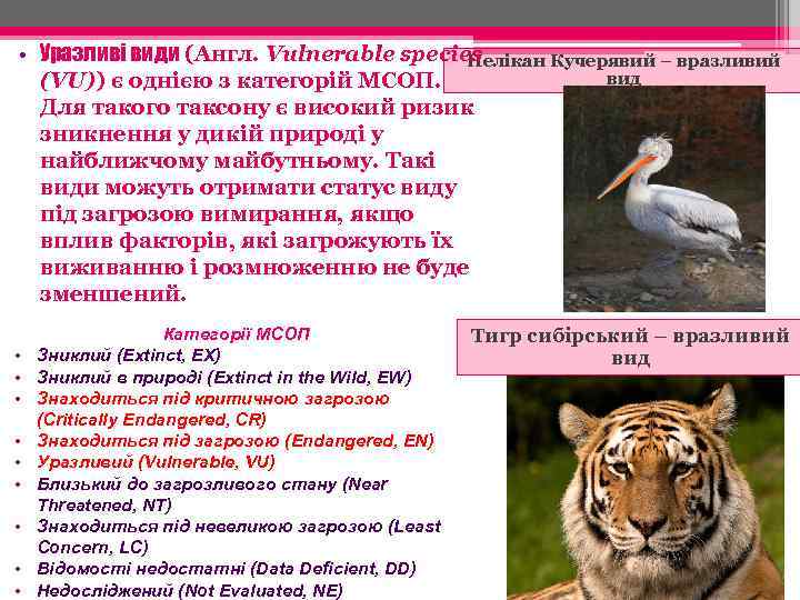  • Уразливі види (Англ. Vulnerable species Пелікан Кучерявий – вразливий вид (VU)) є