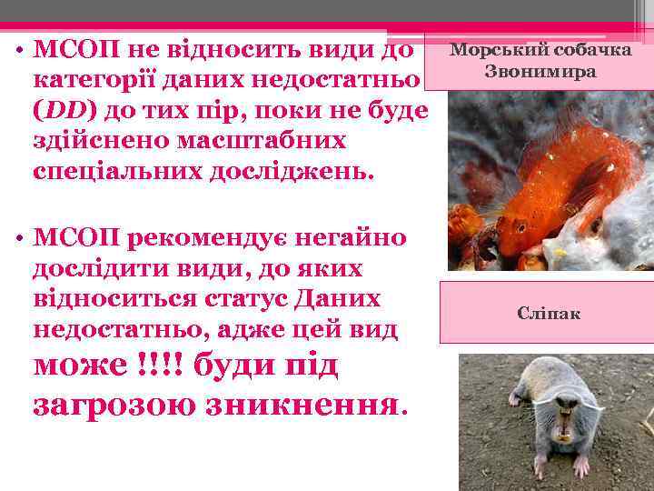  • МСОП не відносить види до категорії даних недостатньо (DD) до тих пір,