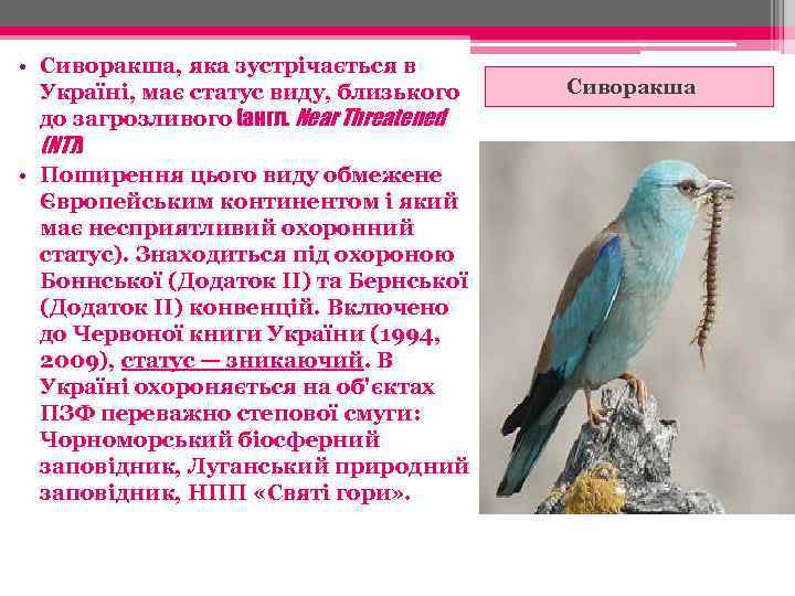  • Сиворакша, яка зустрічається в Україні, має статус виду, близького до загрозливого (англ.