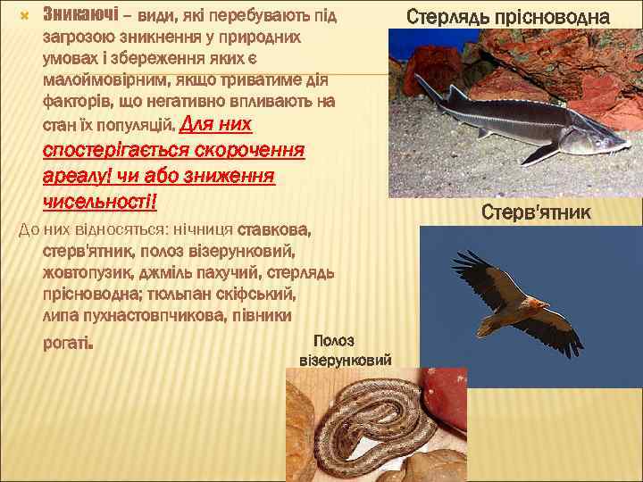  Зникаючі – види, які перебувають під загрозою зникнення у природних умовах і збереження