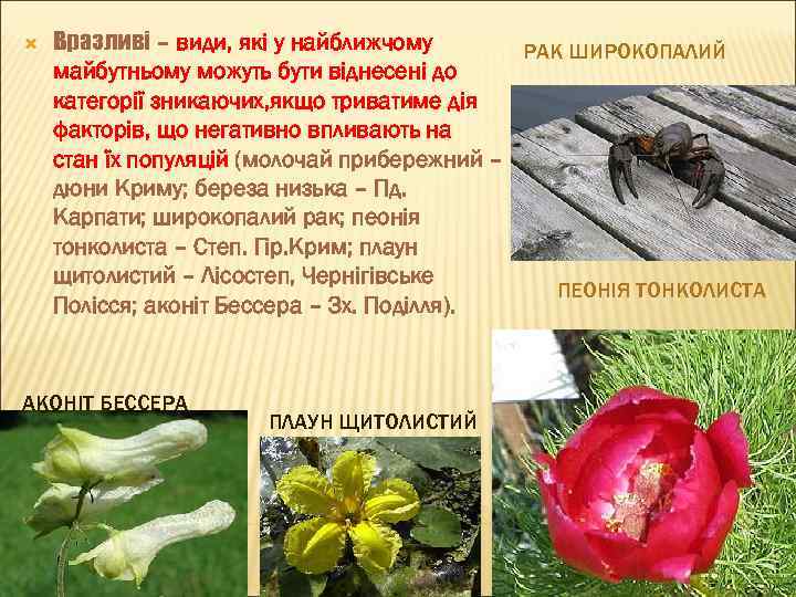  Вразливі – види, які у найближчому РАК ШИРОКОПАЛИЙ майбутньому можуть бути віднесені до