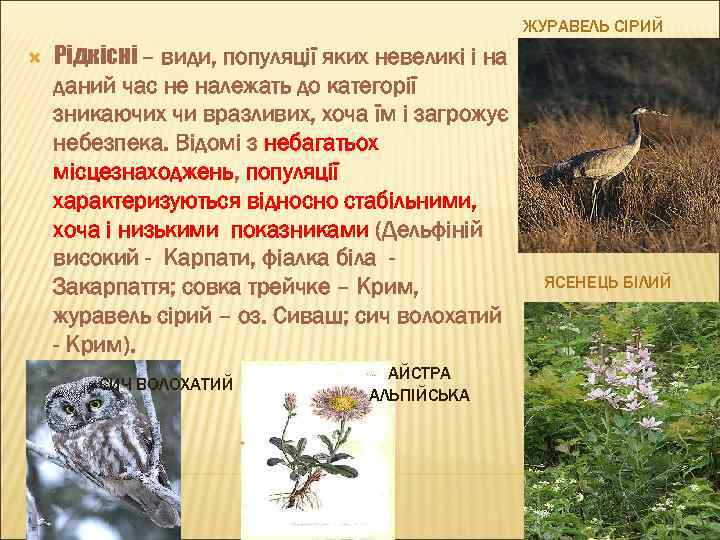 ЖУРАВЕЛЬ СІРИЙ Рідкісні – види, популяції яких невеликі і на даний час не належать