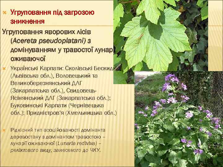 Угруповання під загрозою зникнення Угруповання яворових лісів (Aceretа pseudoplatani) з домінуванням у травостої лунарії