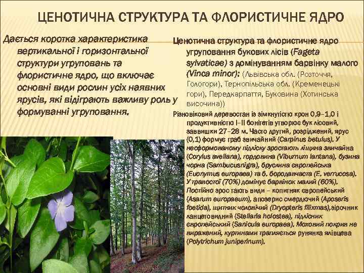 ЦЕНОТИЧНА СТРУКТУРА ТА ФЛОРИСТИЧНЕ ЯДРО Дається коротка характеристика Ценотична структура та флористичне ядро вертикальної