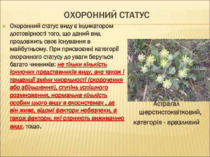 ОХОРОННИЙ СТАТУС Охоронний статус виду є індикатором достовірності того, що даний вид продовжить своє