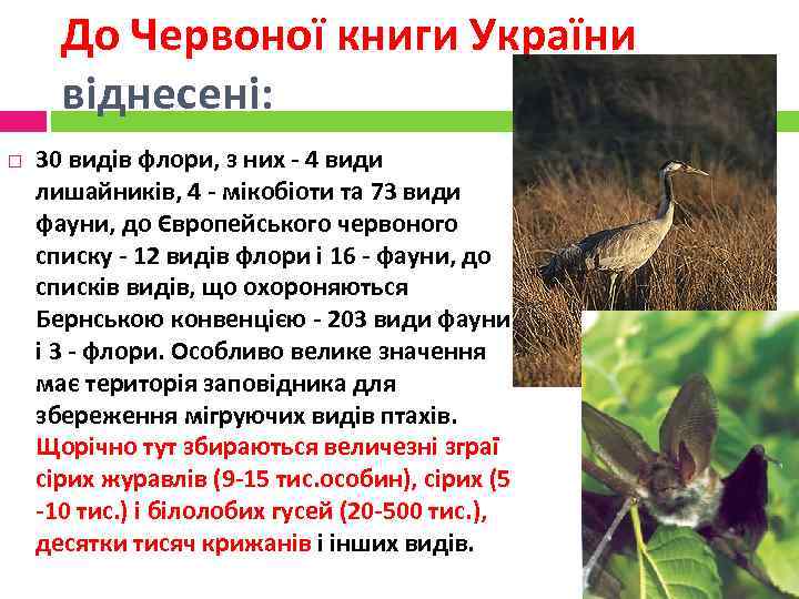 До Червоної книги України віднесені: 30 видів флори, з них - 4 види лишайників,