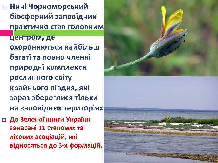  Нині Чорноморський біосферний заповідник практично став головним центром, де охороняються найбільш багаті та