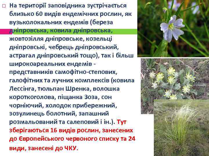  На території заповідника зустрічається близько 60 видів ендемічних рослин, як вузьколокальних ендемів (береза