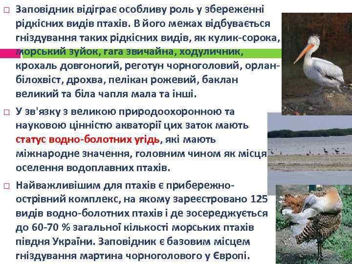  Заповідник відіграє особливу роль у збереженні рідкісних видів птахів. В його межах відбувається
