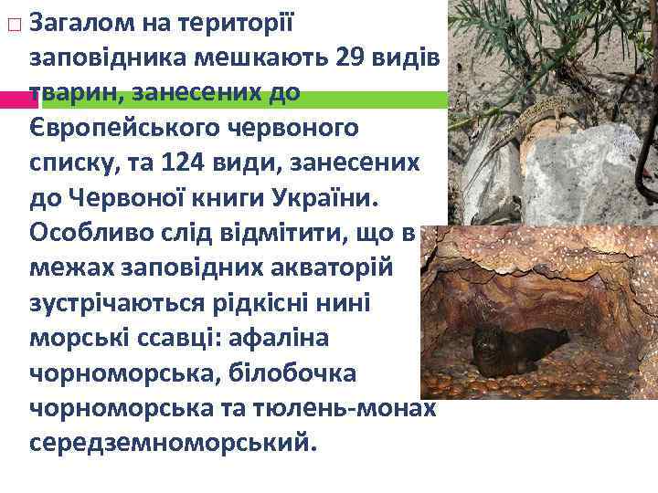  Загалом на території заповідника мешкають 29 видів тварин, занесених до Європейського червоного списку,