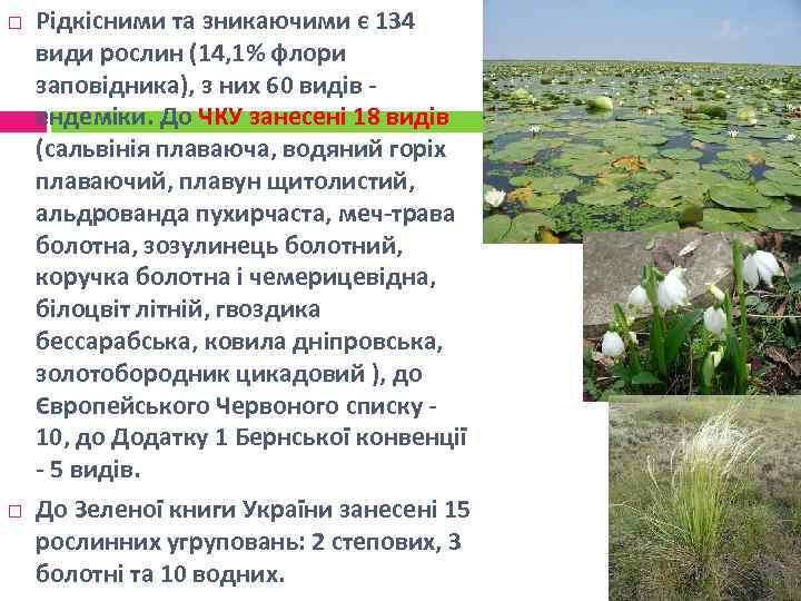  Рідкісними та зникаючими є 134 види рослин (14, 1% флори заповідника), з них