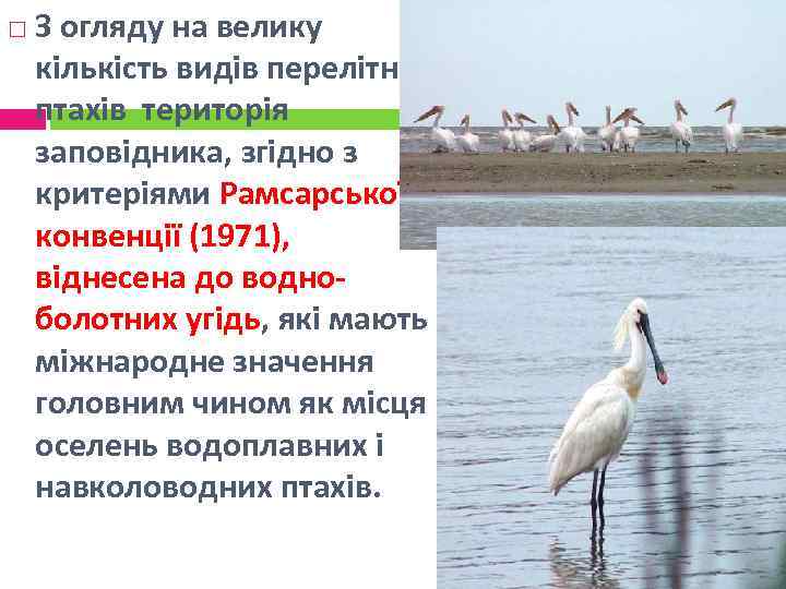  З огляду на велику кількість видів перелітних птахів територія заповідника, згідно з критеріями