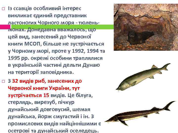  Із ссавців особливий інтерес викликає єдиний представник ластоногих Чорного моря - тюленьмонах. Донедавна