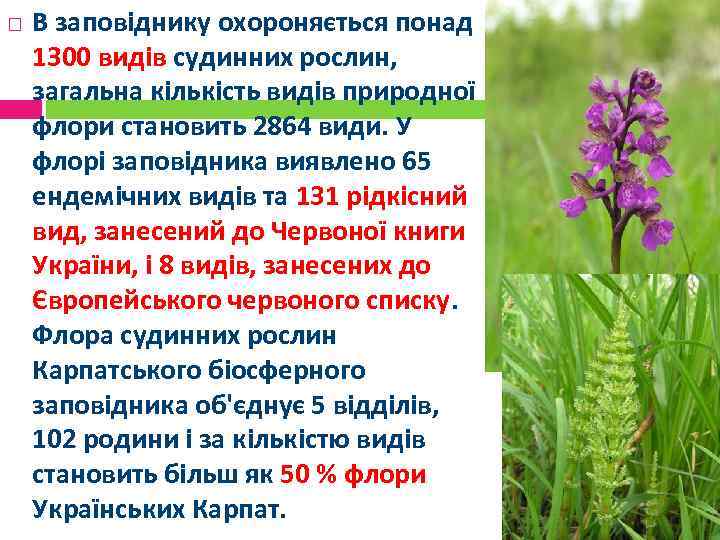  В заповіднику охороняється понад 1300 видів судинних рослин, загальна кількість видів природної флори