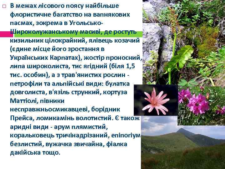 В межах лісового поясу найбільше флористичне багатство на вапнякових пасмах, зокрема в Угольсько.