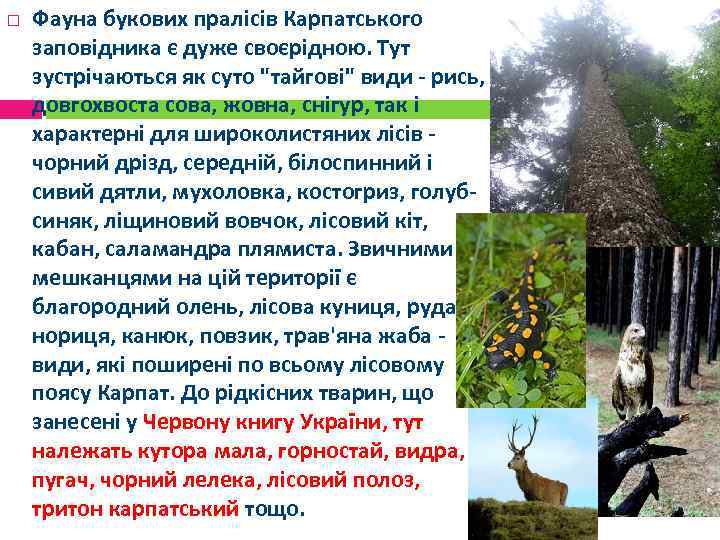  Фауна букових пралісів Карпатського заповідника є дуже своєрідною. Тут зустрічаються як суто "тайгові"