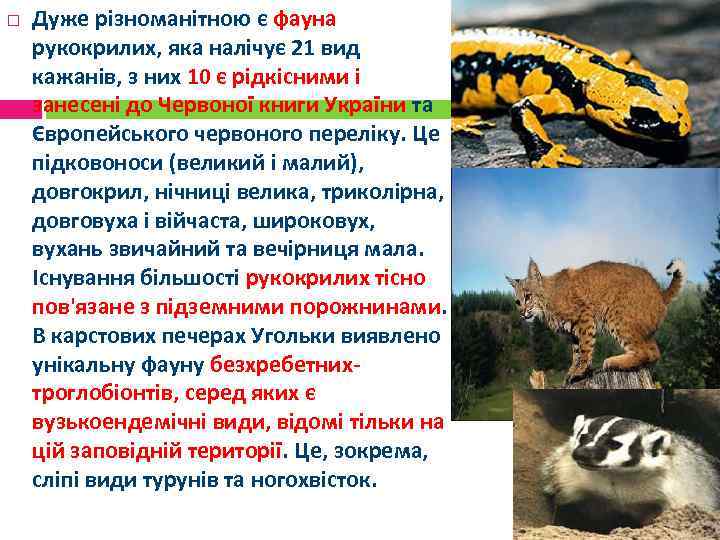  Дуже різноманітною є фауна рукокрилих, яка налічує 21 вид кажанів, з них 10