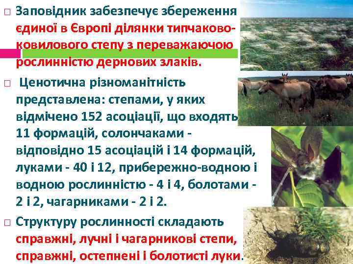  Заповідник забезпечує збереження єдиної в Європі ділянки типчаковоковилового степу з переважаючою рослинністю дернових