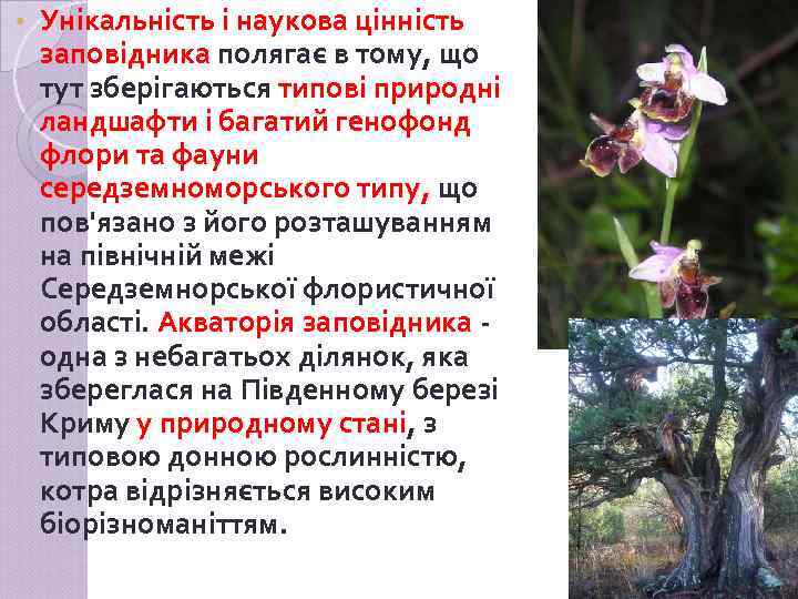  • Унікальність і наукова цінність заповідника полягає в тому, що тут зберігаються типові