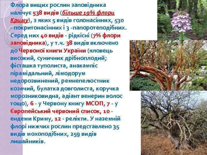  • Флора вищих рослин заповідника налічує 538 видів (більше 19% флори Криму), з