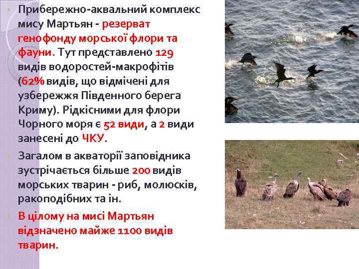 Прибережно-аквальний комплекс мису Мартьян - резерват генофонду морської флори та фауни. Тут представлено 129