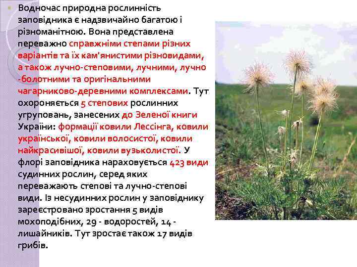  Водночас природна рослинність заповідника є надзвичайно багатою і різноманітною. Вона представлена переважно справжніми