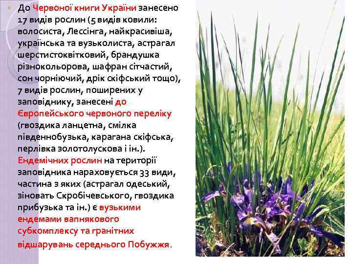  До Червоної книги України занесено 17 видів рослин (5 видів ковили: волосиста, Лессінга,