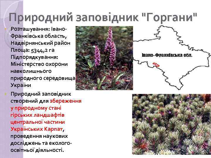 Природний заповідник 