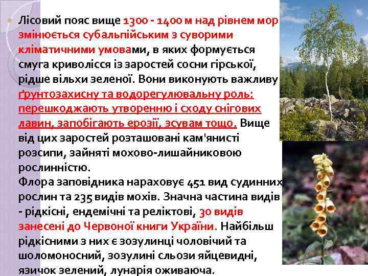  Лісовий пояс вище 1300 - 1400 м над рівнем моря змінюється субальпійським з