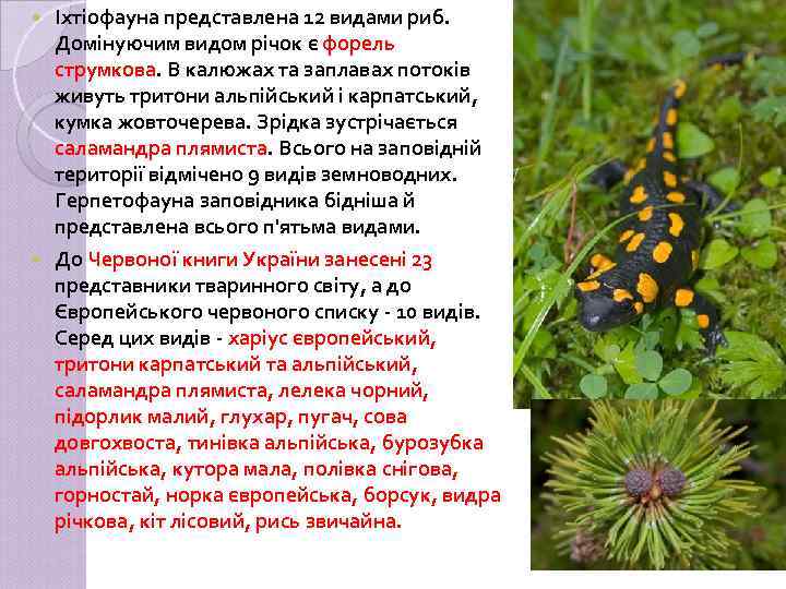 Іхтіофауна представлена 12 видами риб. Домінуючим видом річок є форель струмкова. В калюжах та