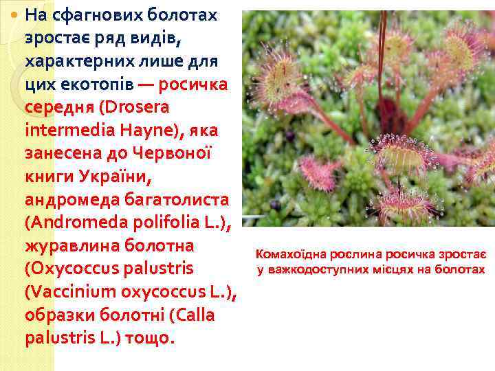  На сфагнових болотах зростає ряд видів, характерних лише для цих екотопів — росичка