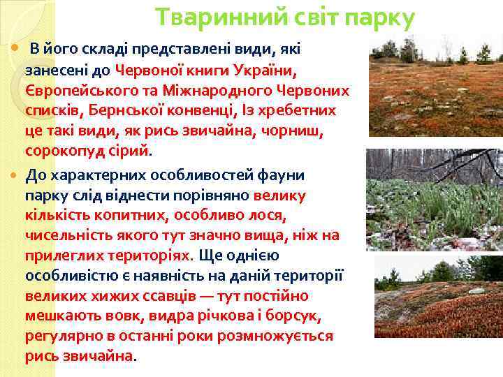 Тваринний світ парку В його складі представлені види, які занесені до Червоної книги України,