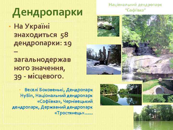 Дендропарки • На Україні знаходиться 58 дендропарки: 19 – загальнодержав ного значення, 39 -