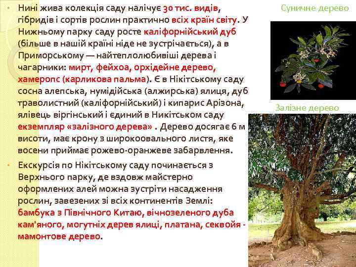 Нині жива колекція саду налічує 30 тис. видів, гібридів і сортів рослин практично всіх