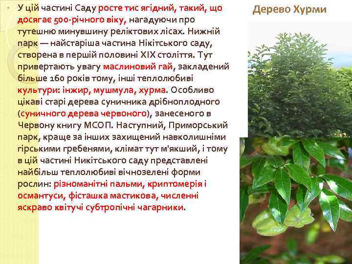  • У цій частині Саду росте тис ягідний, такий, що досягає 500 -річного