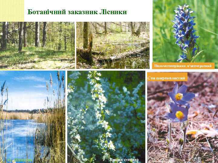 Ботанічний заказник Лісники Пальчатокорінник м’ясочервоний Сон широколистий оз. Шапарня Вишня степова 