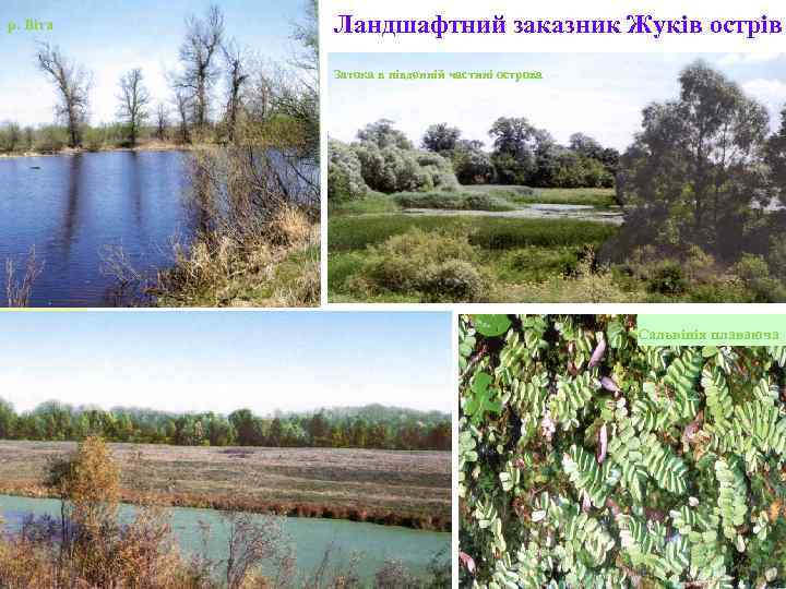 р. Віта Ландшафтний заказник Жуків острів Затока в південній частині острова Сальвінія плаваюча 