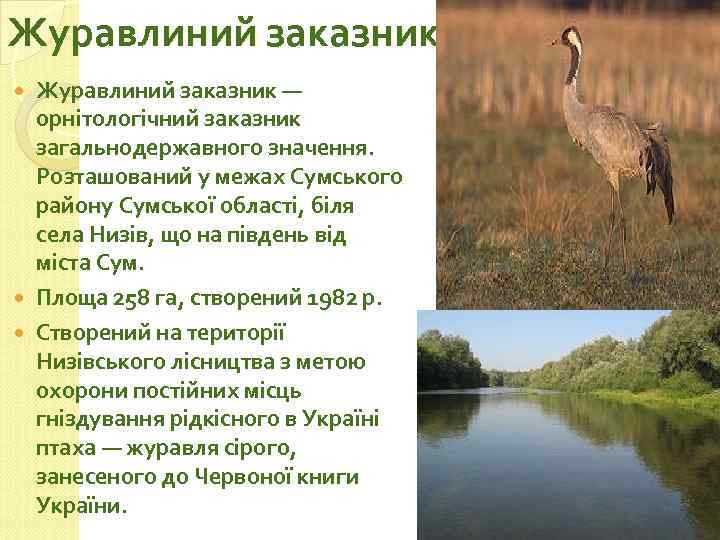 Журавлиний заказник — орнiтологiчний заказник загальнодержавного значення. Розташований у межах Сумського району Сумської області,