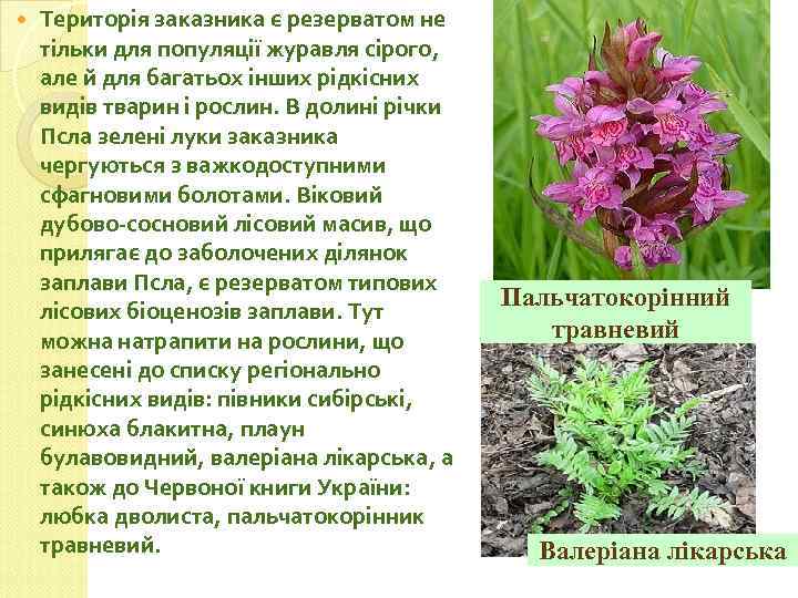  Територiя заказника є резерватом не тiльки для популяцiї журавля сiрого, але й для