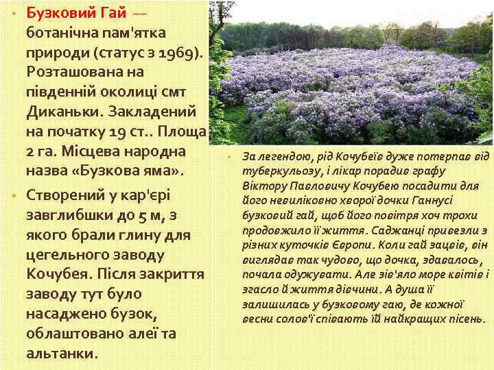Бузковий Гай — ботанічна пам'ятка природи (статус з 1969). Розташована на південній околиці смт