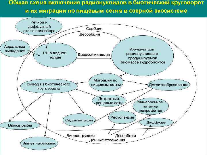 Общая схема включения радионуклидов в биотический круговорот и их миграции по пищевым сетям в