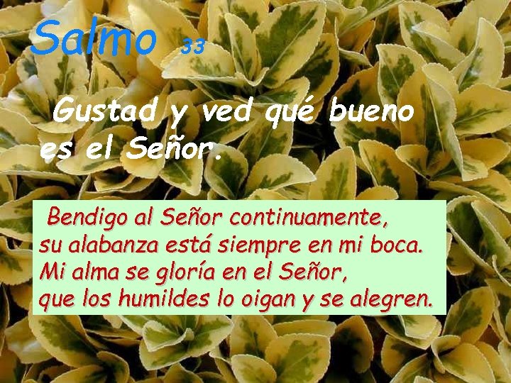 Salmo 33 Gustad y ved qué bueno es el Señor. Bendigo al Señor continuamente,